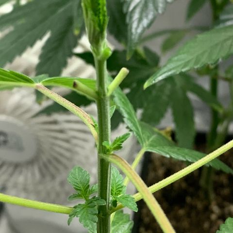 Gorilla Butter growlog photo: GML topping tech