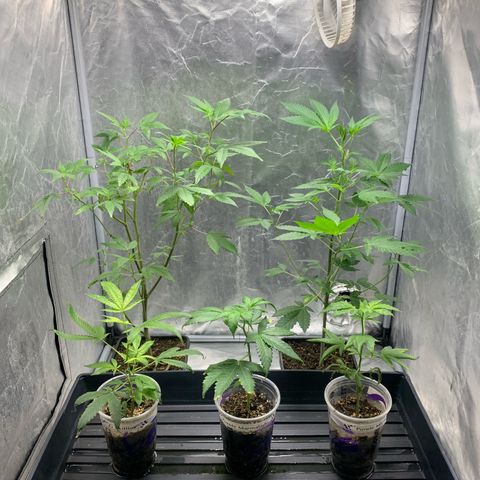 Gorilla Butter growlog timeline photo