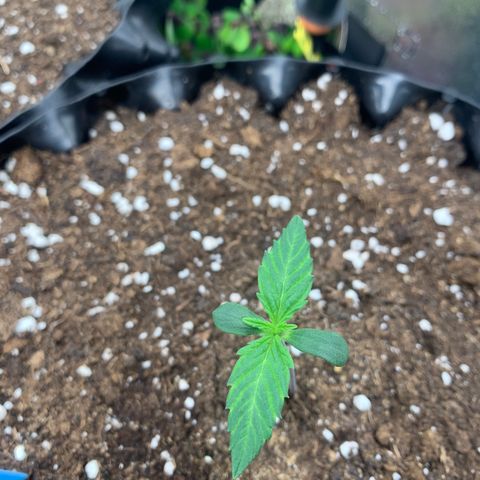 Amnesia Nr 1  growlog timeline photo