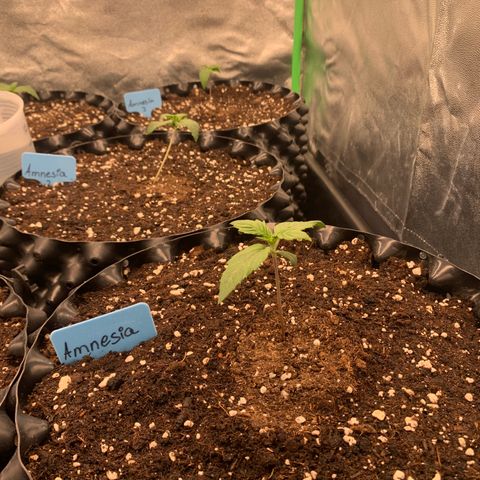 Amnesia Nr 1  growlog timeline photo