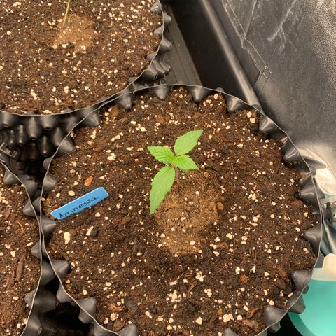 Amnesia Nr 1  growlog timeline photo