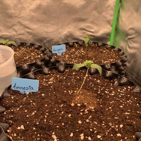 Amnesia Nr 2 growlog timeline photo