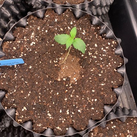 Amnesia Nr 2 growlog timeline photo