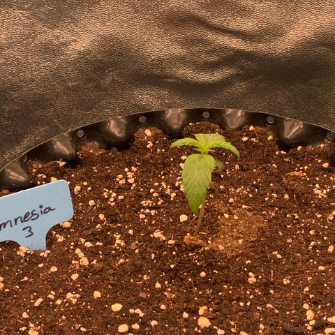 Amnesia Nr 3 growlog timeline photo
