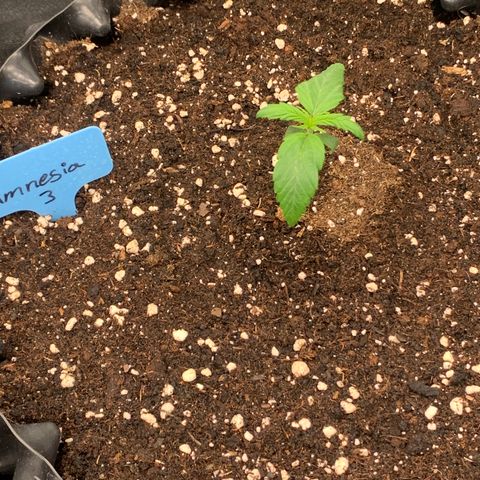 Amnesia Nr 3 growlog timeline photo