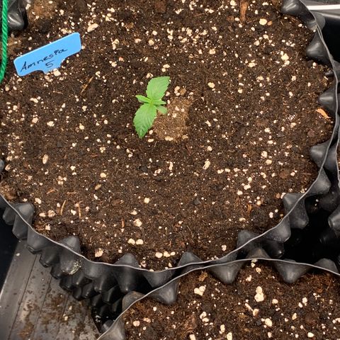 Amnesia Nr 5 growlog timeline photo