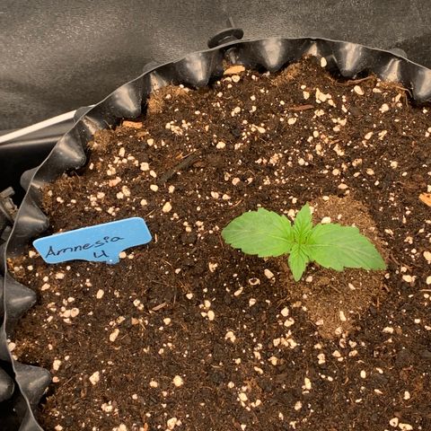 Amnesia Nr 4 growlog timeline photo