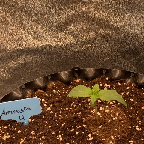 Amnesia Nr 4 growlog timeline photo