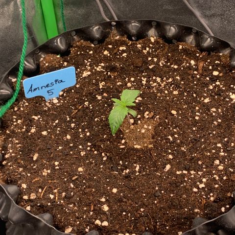 Amnesia Nr 5 growlog timeline photo