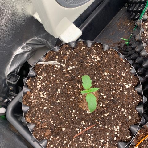 Snow Ryder  growlog timeline photo