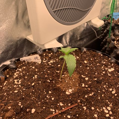 Snow Ryder  growlog timeline photo