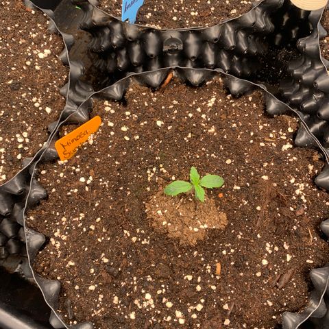Mimosa Sunrise XXL  growlog timeline photo