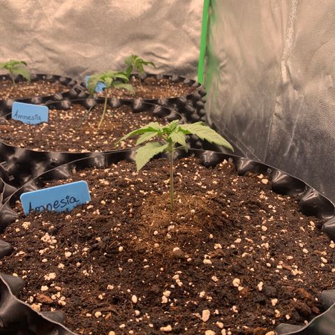Amnesia Nr 1  growlog timeline photo
