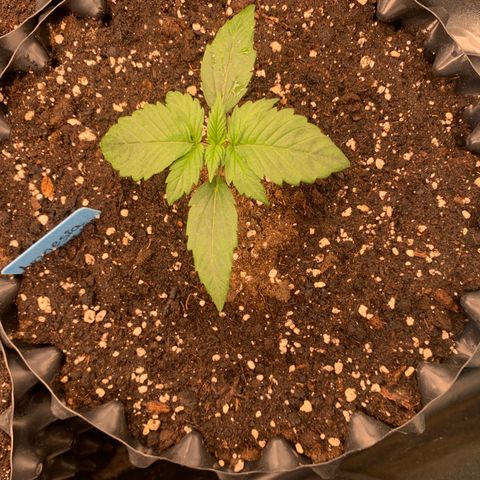 Amnesia Nr 1  growlog timeline photo