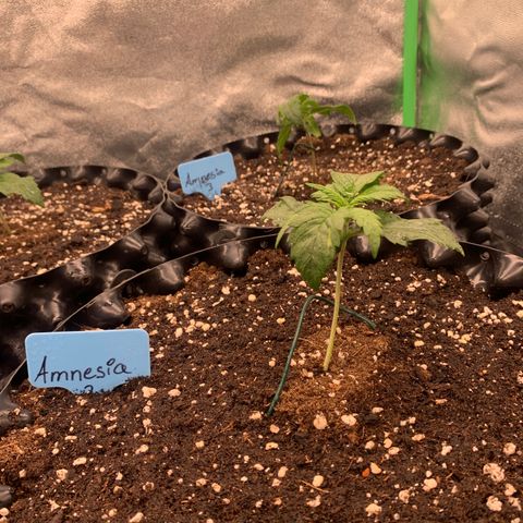 Amnesia Nr 2 growlog timeline photo