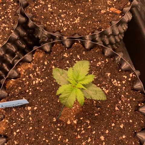 Amnesia Nr 2 growlog timeline photo
