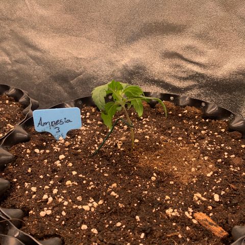 Amnesia Nr 3 growlog timeline photo