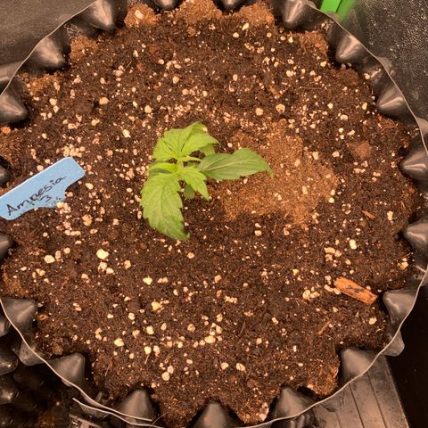 Amnesia Nr 3 growlog timeline photo