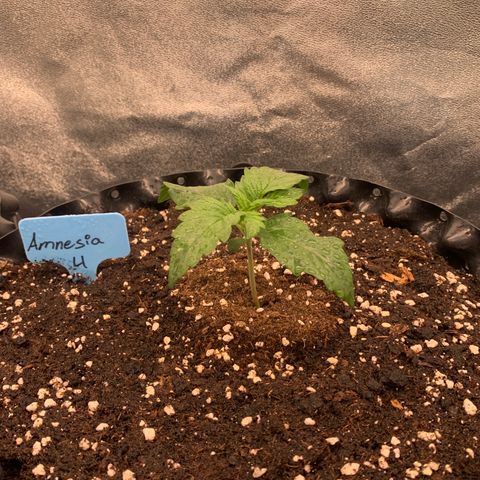 Amnesia Nr 4 growlog timeline photo