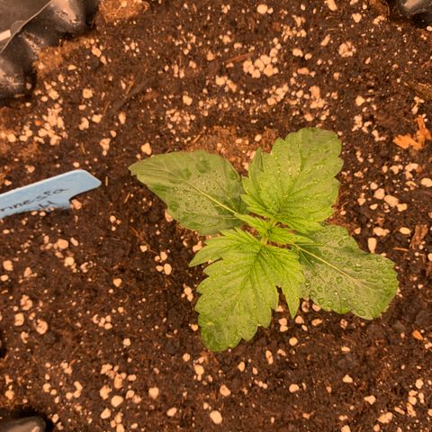 Amnesia Nr 4 growlog timeline photo