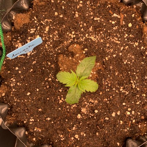 Amnesia Nr 5 growlog timeline photo