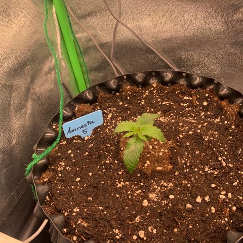 Amnesia Nr 5 growlog timeline photo