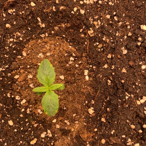 Amnesia Nr 6 growlog timeline photo