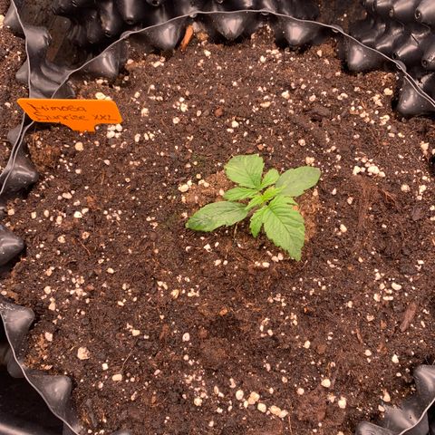 Mimosa Sunrise XXL  growlog timeline photo