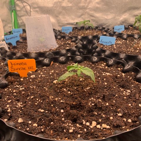 Mimosa Sunrise XXL  growlog timeline photo