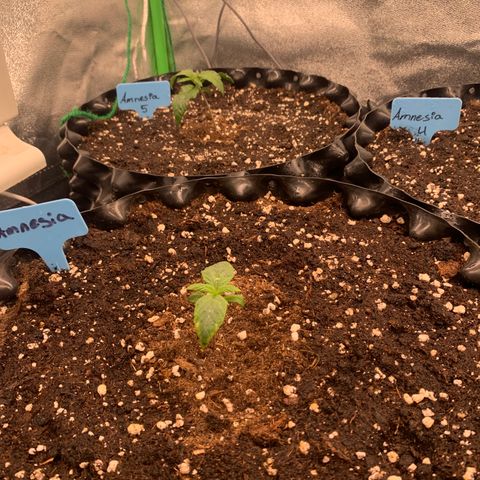 Amnesia Nr 6 growlog timeline photo
