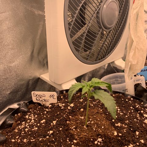 Snow Ryder  growlog timeline photo