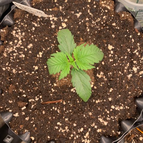 Snow Ryder  growlog timeline photo
