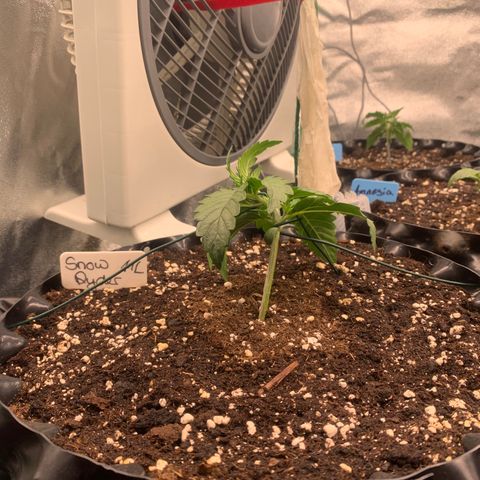 Snow Ryder  growlog timeline photo