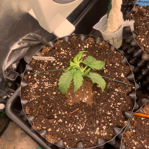Snow Ryder  growlog timeline photo