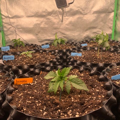 Mimosa Sunrise XXL  growlog timeline photo