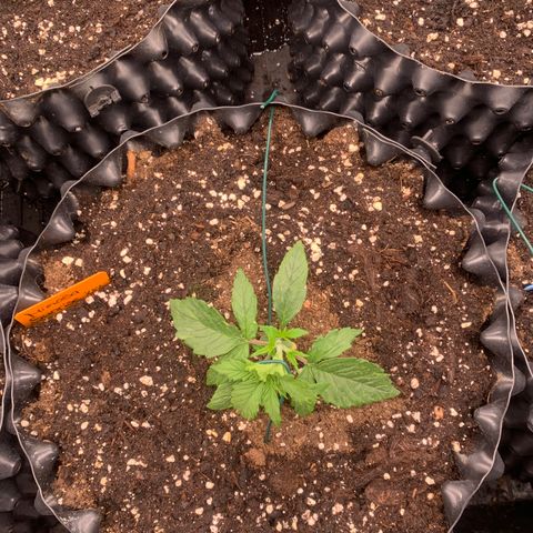 Mimosa Sunrise XXL  growlog timeline photo