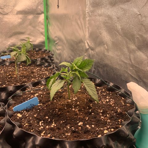 Amnesia Nr 1  growlog timeline photo