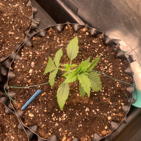 Amnesia Nr 1  growlog timeline photo