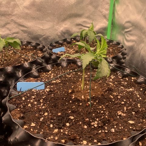 Amnesia Nr 2 growlog timeline photo