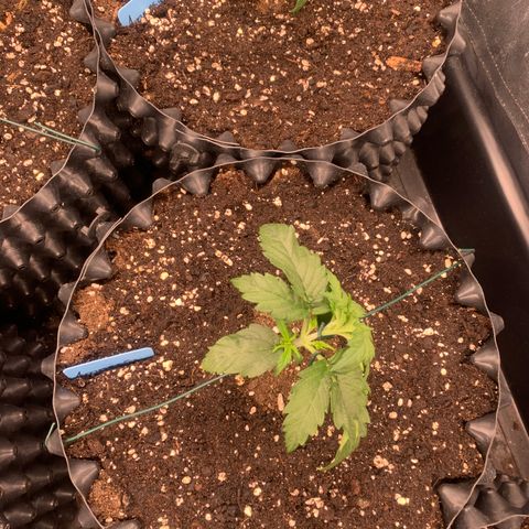 Amnesia Nr 2 growlog timeline photo