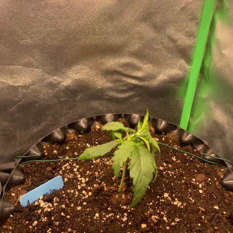 Amnesia Nr 3 growlog timeline photo