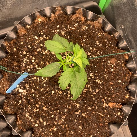 Amnesia Nr 3 growlog timeline photo