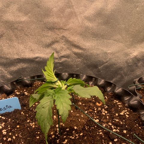 Amnesia Nr 4 growlog timeline photo