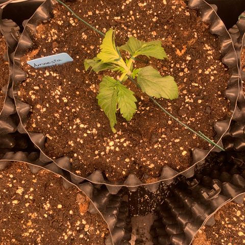 Amnesia Nr 4 growlog timeline photo