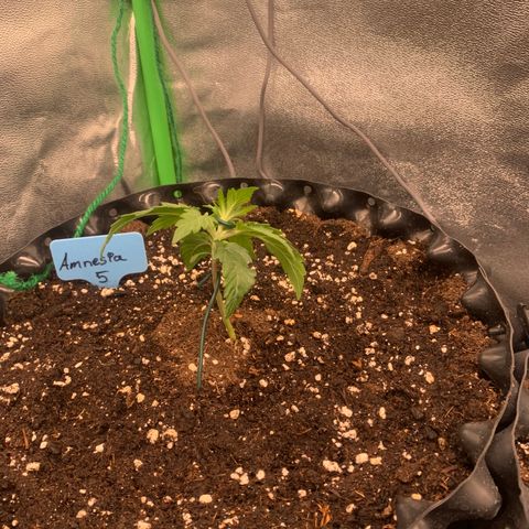 Amnesia Nr 5 growlog timeline photo