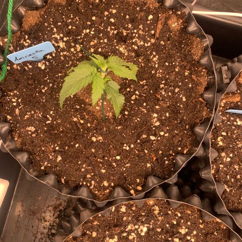 Amnesia Nr 5 growlog timeline photo