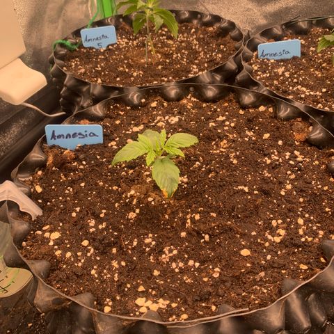 Amnesia Nr 6 growlog timeline photo