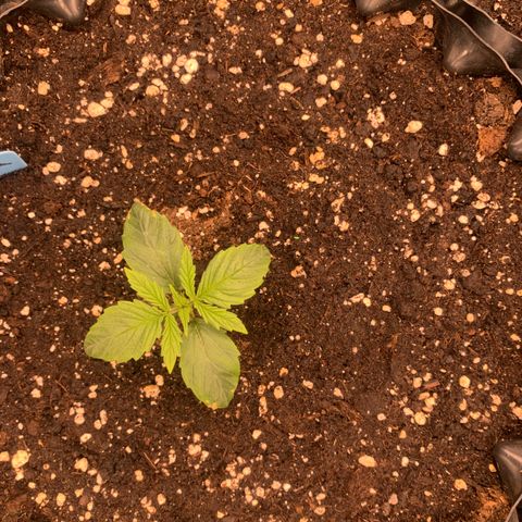 Amnesia Nr 6 growlog timeline photo