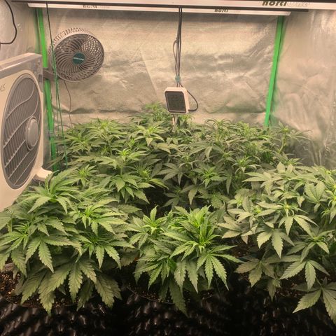 Amnesia Nr 4 growlog timeline photo