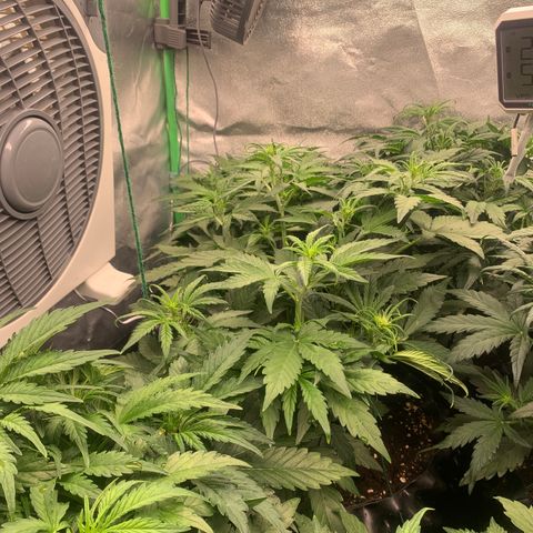 Amnesia Nr 4 growlog timeline photo